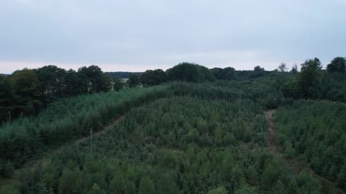 Drone dolly over small pine wood in dark green colors