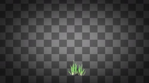 Fond transparent de croissance de plantes Deschampsia