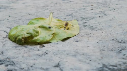 one dry leaf is on the floor