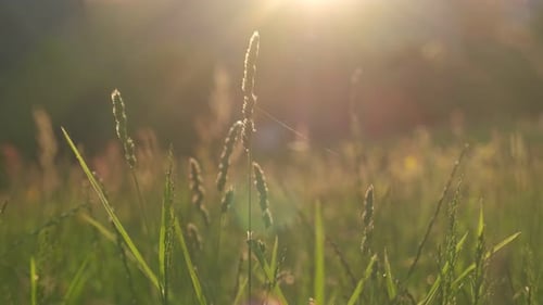 Golden light in the high grass field during spring, low angle through the grass with sun flare, slow