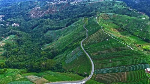 Aerial view of hills layered with winding roads in hill valleys and vegetable plantations