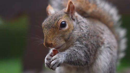 Close Up of Gray Squirrel Eating in a Natural Park Setting