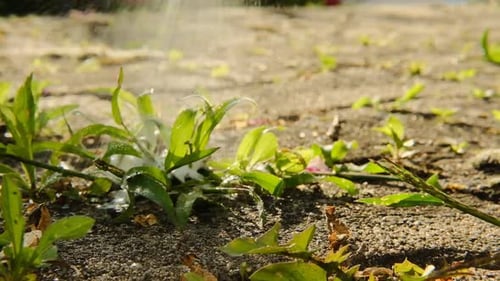 Weeding Solution Sprayed on Weeds in Urban Garden