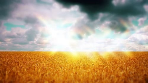 wheat field and cloudy sky