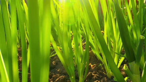 Onions Growing in the Vegetable Garden at Sunset Closeup of Green Onions