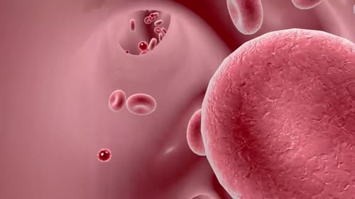 Red blood cells floating past the camera