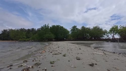 A tropical mangrove forest along a coastal shoreline