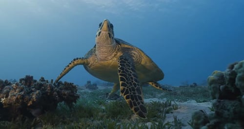 Hawksbill sea turtle.