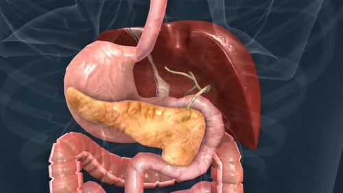 Anatomy Of Human Gastrointestinal System