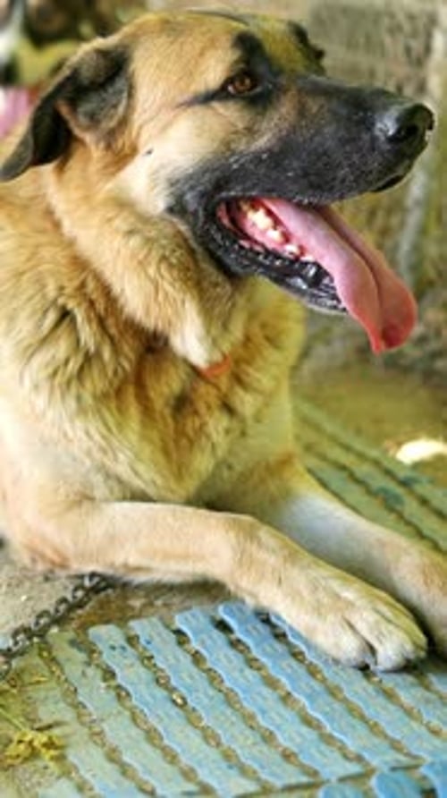 Close Up of a Panting Dog Resting in an Animal Farm