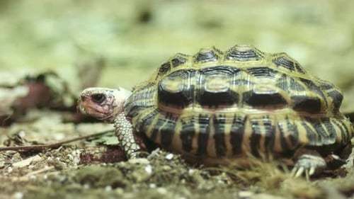 Tow Young Turtle Resting on Rock