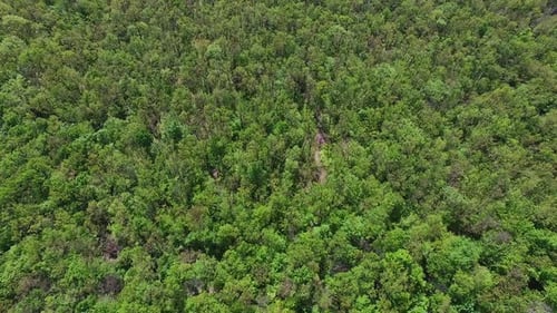 Huge green massif of forest on summer day. Drone footage over the woods on amazing sunny daytime.