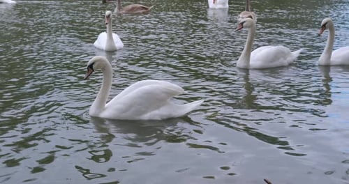 Swans on Artificial Pond