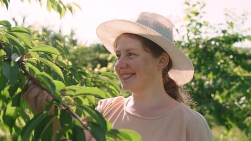Portrait of Positive Berry Picker in Hat c Ollects Sweet Cherries on Sunny Day