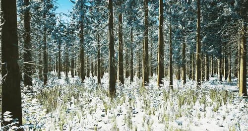 Snow Covered Forest Landscape in Winter Showcasing Tall Pine Trees and Sunlight