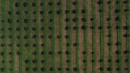 Drone fast flying over the green plantations of fruit trees. Rows of orchard garden at daytime