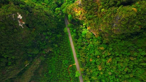 Trees tunnel road and limestone hills
