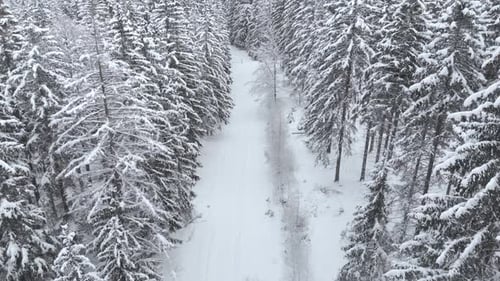 Aerial view overlooking a natural trail in middle of snow-covered trees and snowy forest with a vall