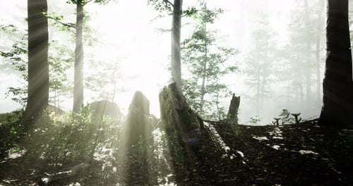 Misty Forest with Sunlight Filtering Through Trees and Illuminating Rocks