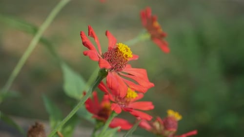 natural flowering plants