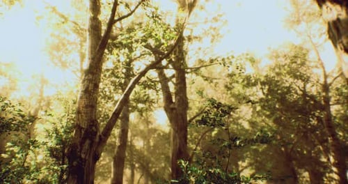 Floresta iluminada pelo sol com folhagem vibrante criando uma atmosfera serena