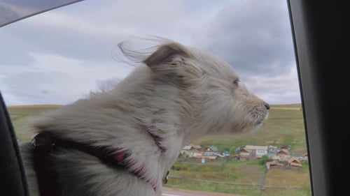 Funny Blonde Dog Looks Out the Car Window While Driving on the Road