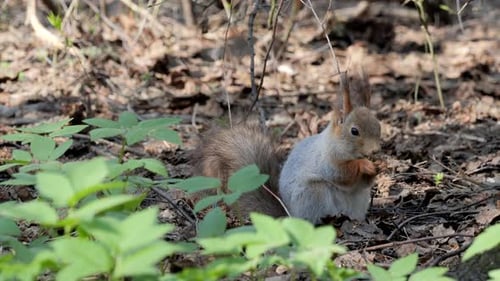 A squirrel in the spring forest is looking for its supplies hidden in autumn.