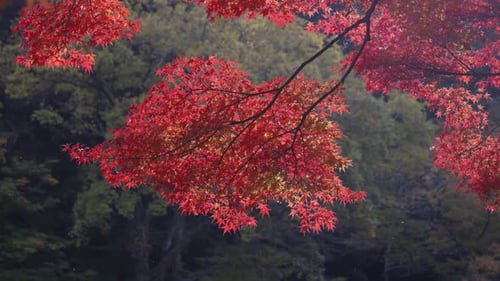 Stunning cinematic red maple leaves close up in slow motion