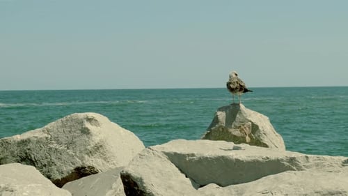 Möwe thront auf einem Felsen am Meer mit klarem blauem Himmel im Hintergrund