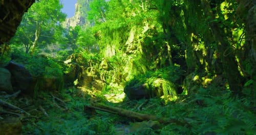 Lush Green Jungle with Vibrant Foliage and Sunlight Filtering Through Trees