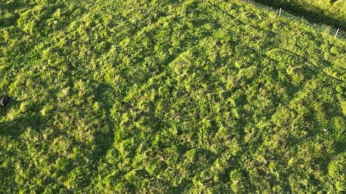 Stunning Aerial View of Iceland Wild Horses in the Tundra