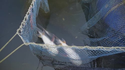 Freshly Caught Fish in Blue Net Under Water