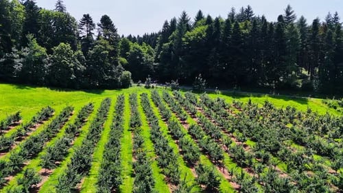 Lots of bushes grow in rows in the countryside.