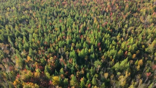 Aerial Top-Down View of Vibrant Fall Colours in a Forest