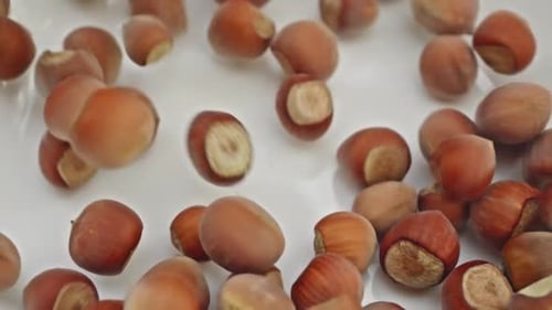 Hazelnuts Falling in Slow Motion