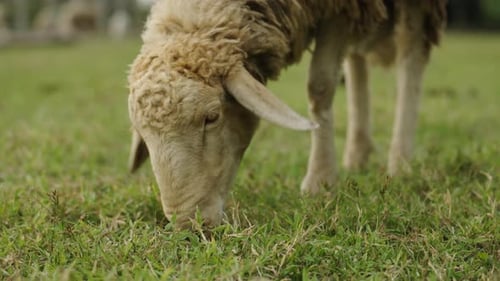 Nahaufnahme von Schafen auf der Wiese, die Gras fressen