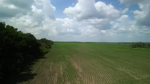 Green field aerial view in Ukraine