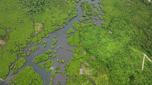 Mangrove Swamp and Winding Channel Siargao Philippines