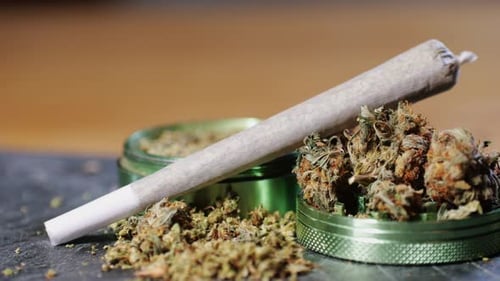 Medical Marijuana Bud Flowers of Cannabis with Big Joint and Grinder and Shredded Cannabis THC CBD