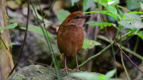 The Rusty-naped Pitta is a confiding bird found in high elevation mountain forests habitats, there a