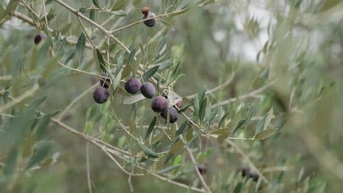 Ripe Olives on Tree Branch Close Up