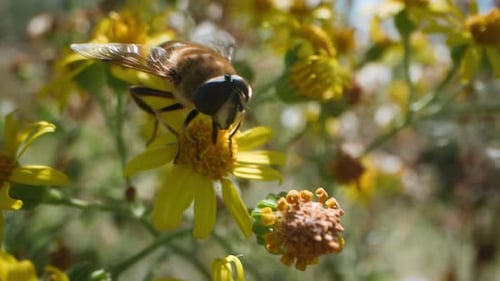 Close-up of hoverfly on yellow wild flower collecting nectar, symbiotic function