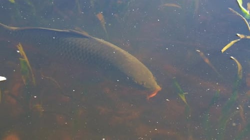 A wild carp fish swimming in the freshwater lake, close up shot.