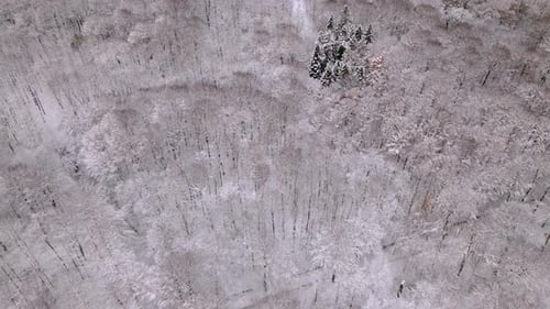 Top down aerial of forest covered in snow