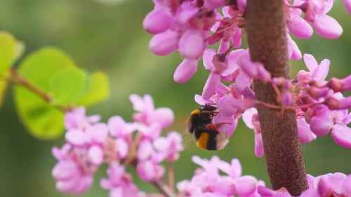Bumblebee collects pollen from violet wisteria flowers in orchard.