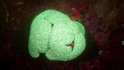 A coral glows fluorescent green, attracting thousands of tiny copepods, seen in slow motion.