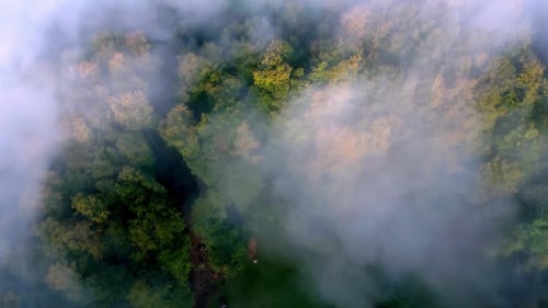 Aerial view of a forest shrouded in a thick white fog. The trees are a mixture of green and brown,