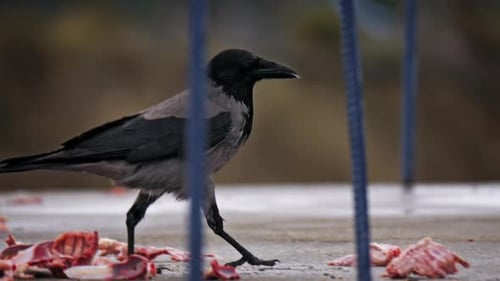 Crows Eating Scraps of Meat Outdoors