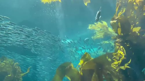 Sardines swimming through the Kelp Forest. Underwater footage with natural sunlight.