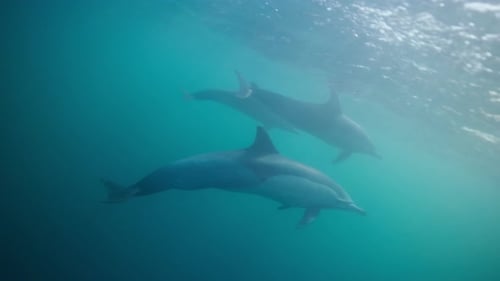 Underwater clip of dolphins swimming near the surface of the ocean